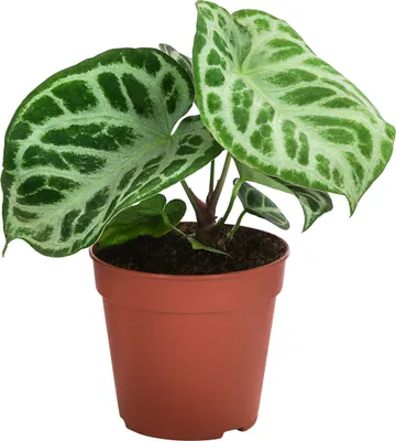 Produktbild von Dehner Herzblattblume, Anthurium crystallinum, Silver Blush, pflegeleicht, ca. 25 cm, Ø Topf 12 cm, Zimmerpflanze