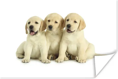 Produktbild von MuchoWow® Poster Drei Labrador-Welpen 180x120 cm - Fotoplakat