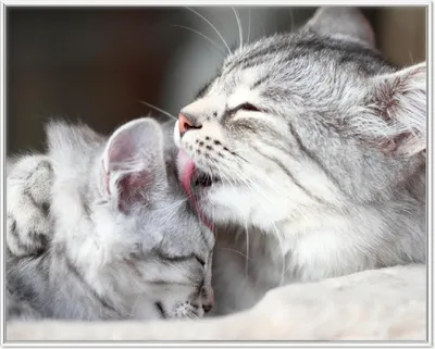 Produktbild von Wallario Wandbild Süße kleine getigerte Katzenbabys, Größe: 40,30 x 50,30 cm, Poster mit weißem Aluminiumrahmen