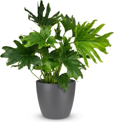 Zdjęcie produktu dla Filodendron Lickety Split Baumfreund, roślina doniczkowa o wysokości 70 cm, niewymagająca w pielęgnacji