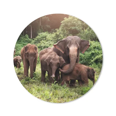 Produktbild von MuchoWow® Mauspad Mousepad Elefant - Tiere - Wald - Gras - Grün 50x50 cm - Mousepads - Maus Mat - Pad - Mausunterlage - Vinyl