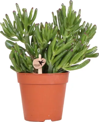 Produktbild von Crassula Hobbit Ø12cm Sukkulente Pflegeleichte Robuste Zimmerpflanze