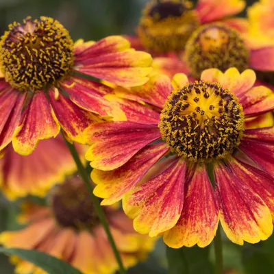 Image de Helenium Moerheim Beauty – 60 plants – Ø 9 cm – Hauteur 10-25 cm – Plante vivace « Sonnenbraut » – Fleurs jaunes-orange en été