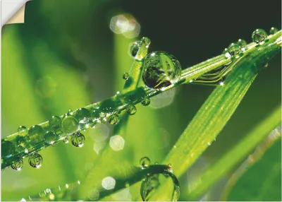 Produktbild von ARTland Wandbild, selbstklebend Wassertropfen auf Gras Größe: 120x90 cm