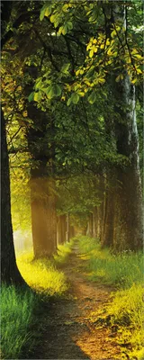Produktbild von Wallario Poster - Allee bei Sonnenuntergang, Kunstdruck Größe: 80 x 200 cm