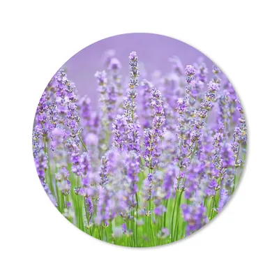 Produktbild von MuchoWow® Mauspad Mousepad Nahaufnahme des violetten wilden Lavendels 50x50 cm - Mousepads - Maus Mat - Pad - Mausunterlage - Vinyl