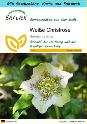 Produktbild von SAFLAX Geschenk Set - Weiße Christrose - Helleborus niger - 6 Samen - Mit Geschenkbox, Versandaufkleber, Geschenkkarte und Anzuchtsubstrat