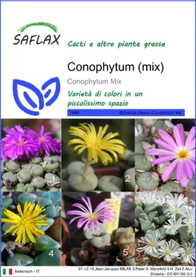 Immagine prodotto di SAFLAX  - Conophytum (mix) - 40 semi - Conophytum