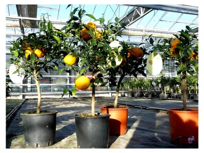 Produktbild von Citrus Yuzu 70-80 cm, Zitronenbaum, japanische Zitrone, winterhart