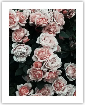Produktbild von Poster - Poster ohne Rahmen - Rosen Blumen Blätter - 40x50 cm - Wand Bild - Wanddeko - Wandbilder - Kunstposter - Wandposter - Bilder - Kunstdruck - Wanddekoration - Wandbild - P2XPA40x50-4760