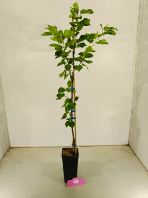 Obrázok produktu pre Prunus armeniaca 'Luizet' Aprikose, 1,5 litra Topf