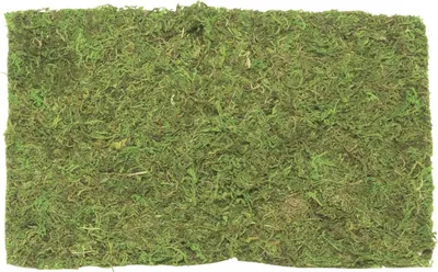 Produktbild von Glorex Plattenmoos 30 g Beutel