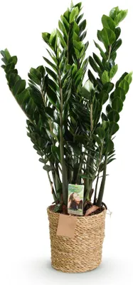 Produktbild von Zamioculcas – 80-90cm – 21cm mit Korb – Pflegeleichte ZZ-Pflanze – Robust & luftreinigend – Dekorative Grünpflanze für Wohnzimmer, Büro & Schlafzimmer