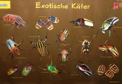 Obrázek produktu pro Plakát - Exotičtí brouci