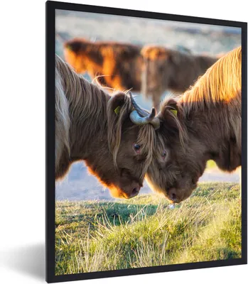Produktbild von MuchoWow® Gerahmtes Poster Schottische Highlander - Tiere - Sonne 60x80 cm - Poster mit Schwarzem Bilderrahmen Wandposter Rahmen Foto Bilder - Premium - Wanddeko Wohnzimmer