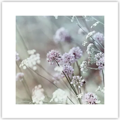 Produktbild von Poster - Poster ohne Rahmen - Wiese Knoblauch Blume - 30x30 cm - Wand Bild - Wanddeko - Wandbilder - Kunstposter - Wandposter - Bilder - Kunstdruck - Wanddekoration - Wandbild - P2XAC30x30-4177