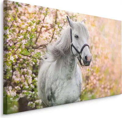 Immagine prodotto di Favolosa tela PICTURES 120x80 cm XXL stampa d'arte cavallo fiori prato natura