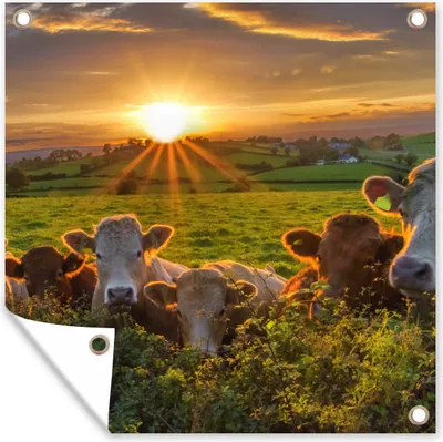 Produktbild von MuchoWow® 50x50 cm Outdoor-Poster Gartendeko Sichtschutz Garten Poster für den Garten  Sonne - Kuh - Gras