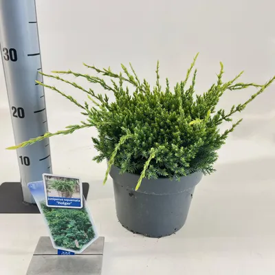 Zdjęcie produktu dla Juniperus squamata „Holger” – jałowiec łuskowaty | 20–25 cm w doniczce