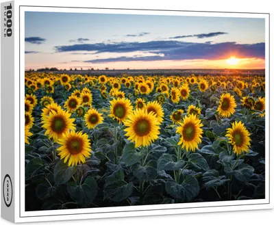 Produktbild von raxxa Premium-Puzzle "Sonnenblumenfeld", 1000 Teile