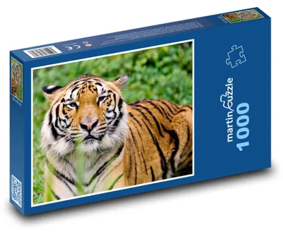 Obrázek produktu pro Puzzle 1000 Majestátní tygr v džungli - martinpuzzle