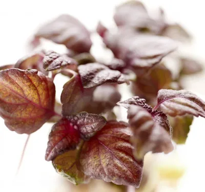 Produktbild von Rotes Perilla - Shiso - 100 Samen