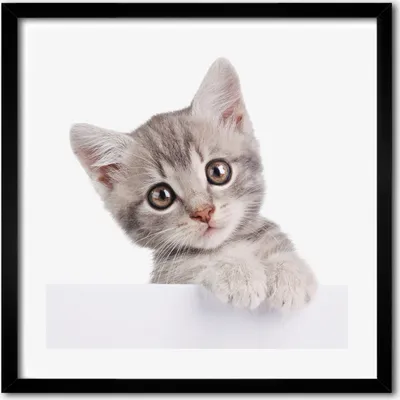 Produktbild von Bild - 50 cm x 50 cm - MDF - Rahmen, Wandkunst - Graue Katze
