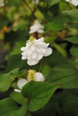 Produktbild von Houttuynia cordata 'Plena', Herzblatt, ca. 9x9 cm Topf, buntlaubig