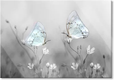 Productafbeelding van Glasafbeelding Vlinder - Wandafbeelding Glas Muurschildering - Muren Decoreren - Echt Glas - 60 x 40 cm - Multicolor