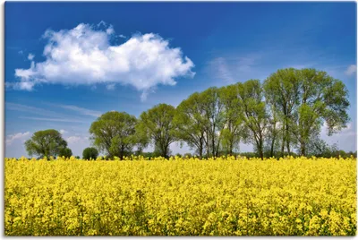 Produktbild von ARTland Leinwandbild Rapsfeld im Frühling Größe: 60x40 cm