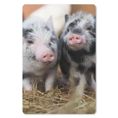 Produktbild von MuchoWow® Mauspad Mousepad Schwein - Tiere - Ferkel 18x27 cm - Mousepads - Maus Mat - Pad - Mausunterlage