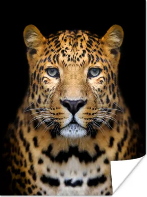 Produktbild von MuchoWow® Poster Panther - Tiere - Schwarz 90x120 cm - Wohnzimmer