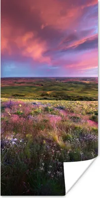 Produktbild von MuchoWow® Poster Sonnenuntergang - Blumen - Heidekraut 60x120 cm - Wandschmuck