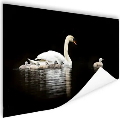 Produktbild von MuchoWow® Poster Schwan - Küken - Schwarz 60x40 cm - Schlafzimmerdekoration