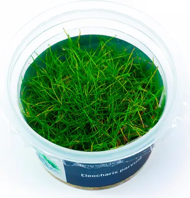 Produktbild von Eleocharis parvula In-Vitro Cup algen- und schneckenfrei
