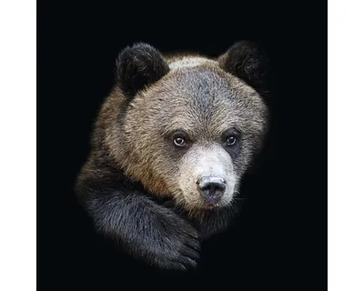 Produktbild von Glasbild Portrait of a bear 30x30 cm