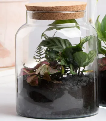 Produktbild von Halboffene Terrarium Flasche Glas 5L Pflanzen Deko Gewächs Haus Blumen Kork Haus