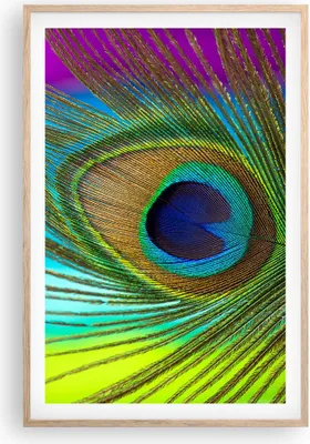 Produktbild von Gerahmtes Poster - Rahmen in heller Eiche - Pfauen Federn Regenbogen - 61x91,5 cm - Wand Bild - Wanddeko - Wandbilder - Kunstposter - Wandposter - Bilderrahmen - Bilder - Kunstdruck - P2NPA61x91-4385