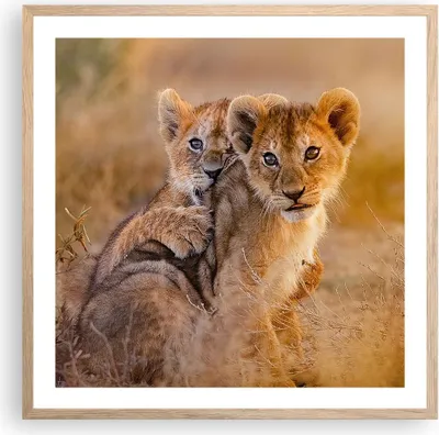 Produktbild von Gerahmtes Poster - Rahmen in heller Eiche - Löwe Natur Tier - 60x60 cm - Wand Bild - Wanddeko - Wandbilder - Kunstposter - Wandposter - Bilderrahmen - Bilder - Kunstdruck - Wandbild - P2NAC60x60-3480