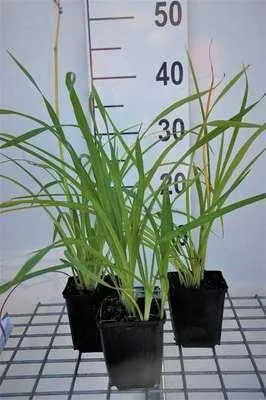 Produktbild von 6 x  Hemerocallis hybr. 'Aten' - taglilie - Topf 9 x 9 cm