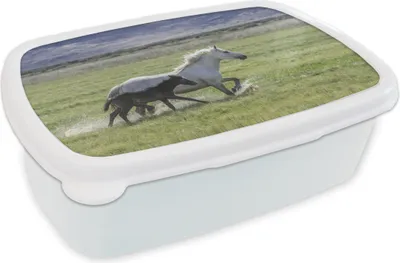 Produktbild von KitchenYeah® Lunchbox Brotzeit Brotdose 17x11 cm Pferde - Fohlen - Braun Kinder Brotzeitdose - Lunch Box - Kinder - Sandwich-Box - Schulbox - Lunch Boxen