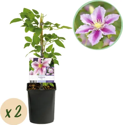 Produktbild von GreenboutiQ - Kletterpflanze - Clematis Piilu - Blüte Rosa - Wenig Pflege - 2 Pflanzen - Topf 11cm Höhe 40cm
