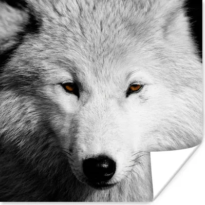 Produktbild von MuchoWow® Poster In der Nähe Ansicht Wolf in Schwarz und Weiß 50x50 cm - Wohnzimmerdekoration