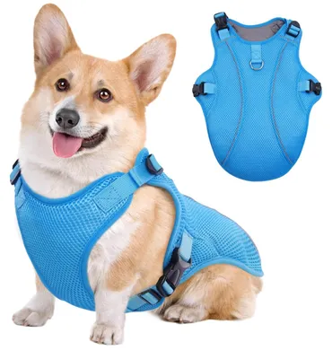Kühlweste für Hunde, Sommer, Blau, M
