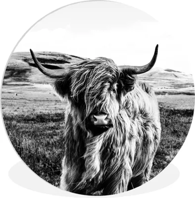 Produktbild von MuchoWow® Rundes Wandbild - Runde Bilder Schwarz - Weiß - Schottischer Highlander - Gras Ø 60 cm Kreis Wanddekoration Kunststoff - Wandkreis - Wandschmuck - Wand Kreis - Das Schlafzimmer - Die Bilder - Wandmalerei - Kunst für das Haus - das Plastik