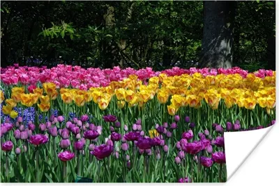 Produktbild von MuchoWow® Poster Tulpen im Keukenhof in den Niederlanden 90x60 cm - Schlafzimmer