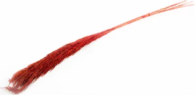 Produktbild von INNA-Glas Schilf getrocknet DONJETA, Burgunderrot, 115-120cm, Ø10cm - Getrockneter Bund