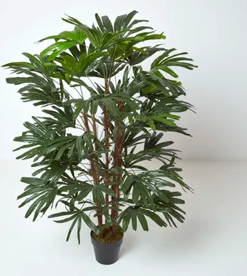 Produktbild von HOMESCAPES Steckenpalme Kunstpflanze im Topf - 150 cm