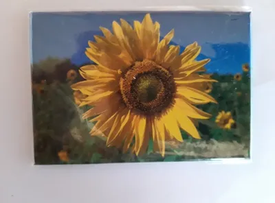 Produktbild von Magnet Sonnenblume, 8 x 5,5 cm, Kühlschrankmagnet Blume Blumen Sonnenblumen