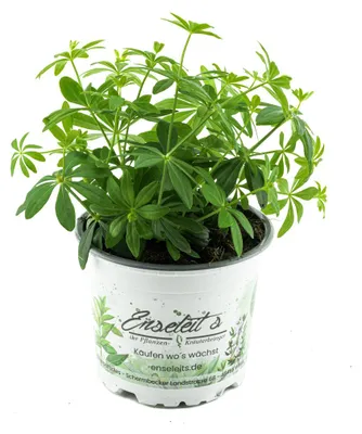 Produktbild von Enseleits Waldmeister, Galium odoratum, frische  waldmeister Pflanze